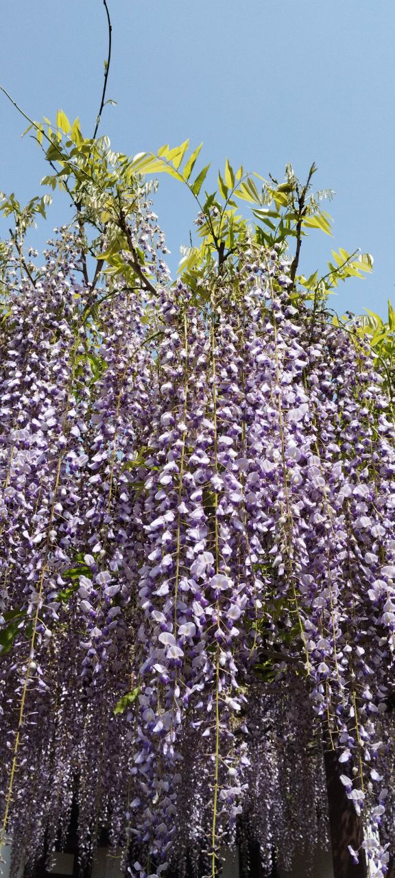 藤棚一面に咲く薄紫の藤の写真