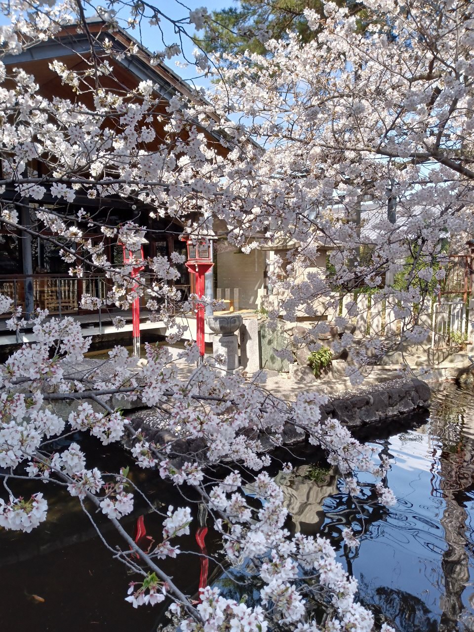 葛井寺観音の満開の桜の写真