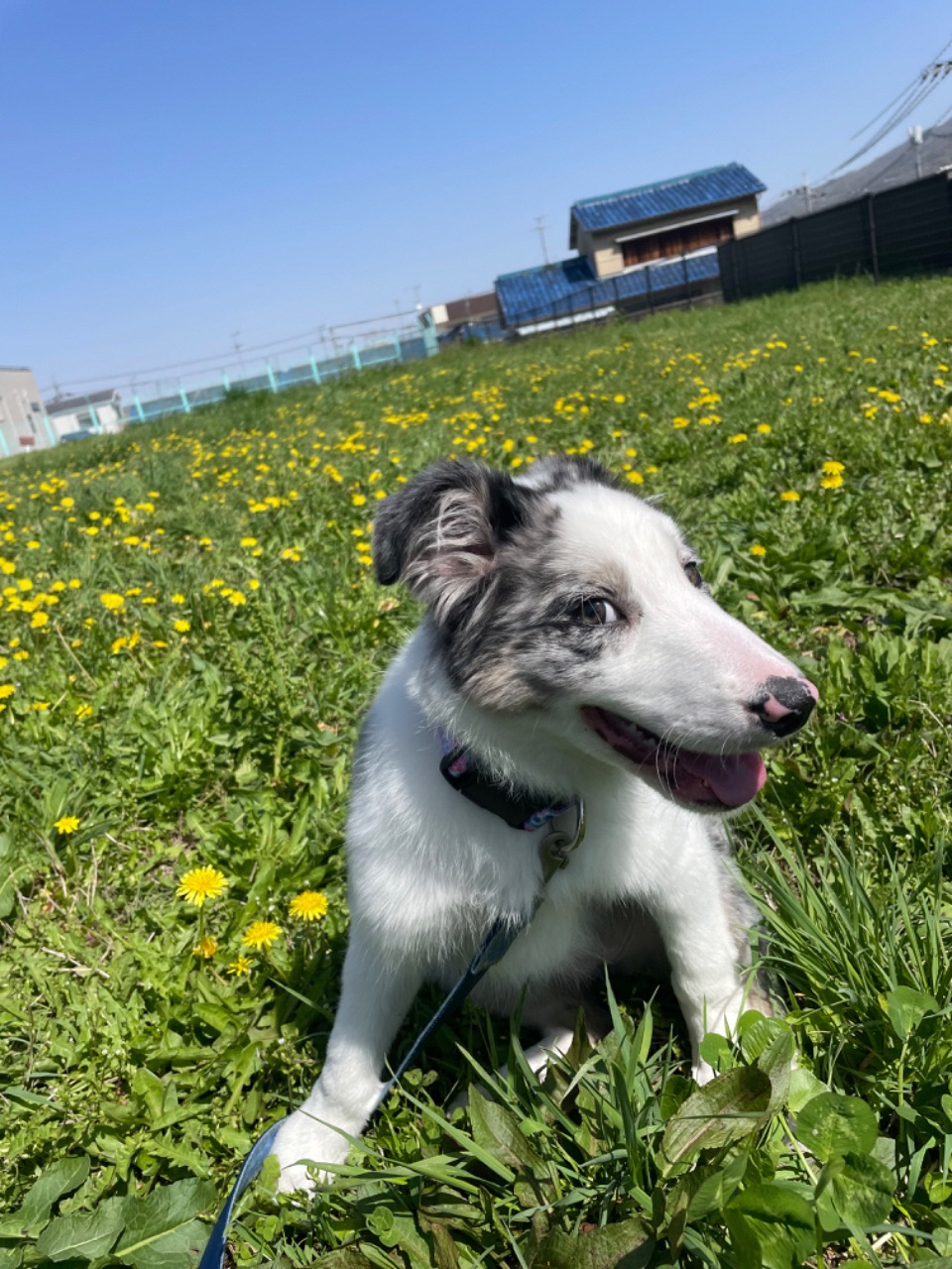 たんぽぽと芝生にいる犬の写真