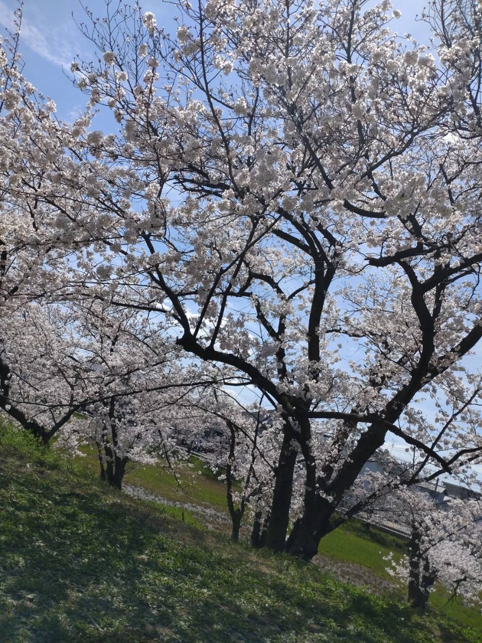 桜がたくさん咲いている写真