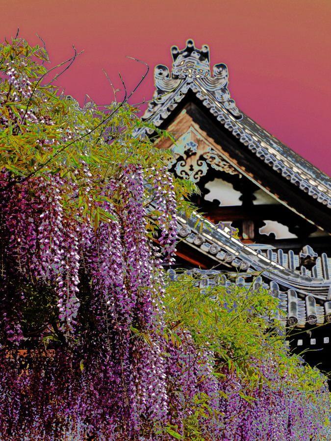 赤い空の下葛井寺に咲く藤の写真