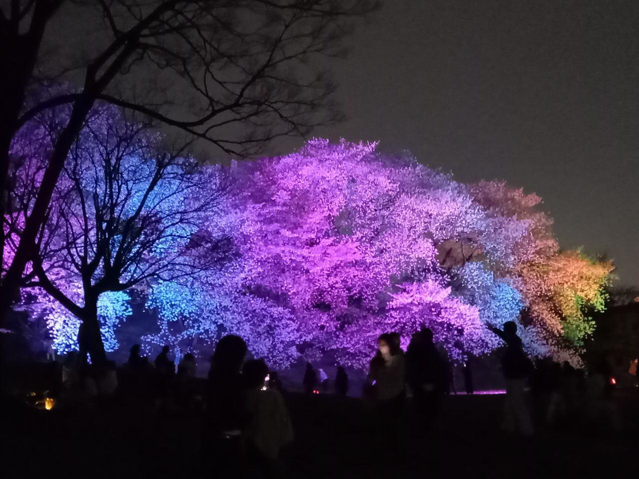 様々な色にライトアップされた古室山古墳の桜の写真