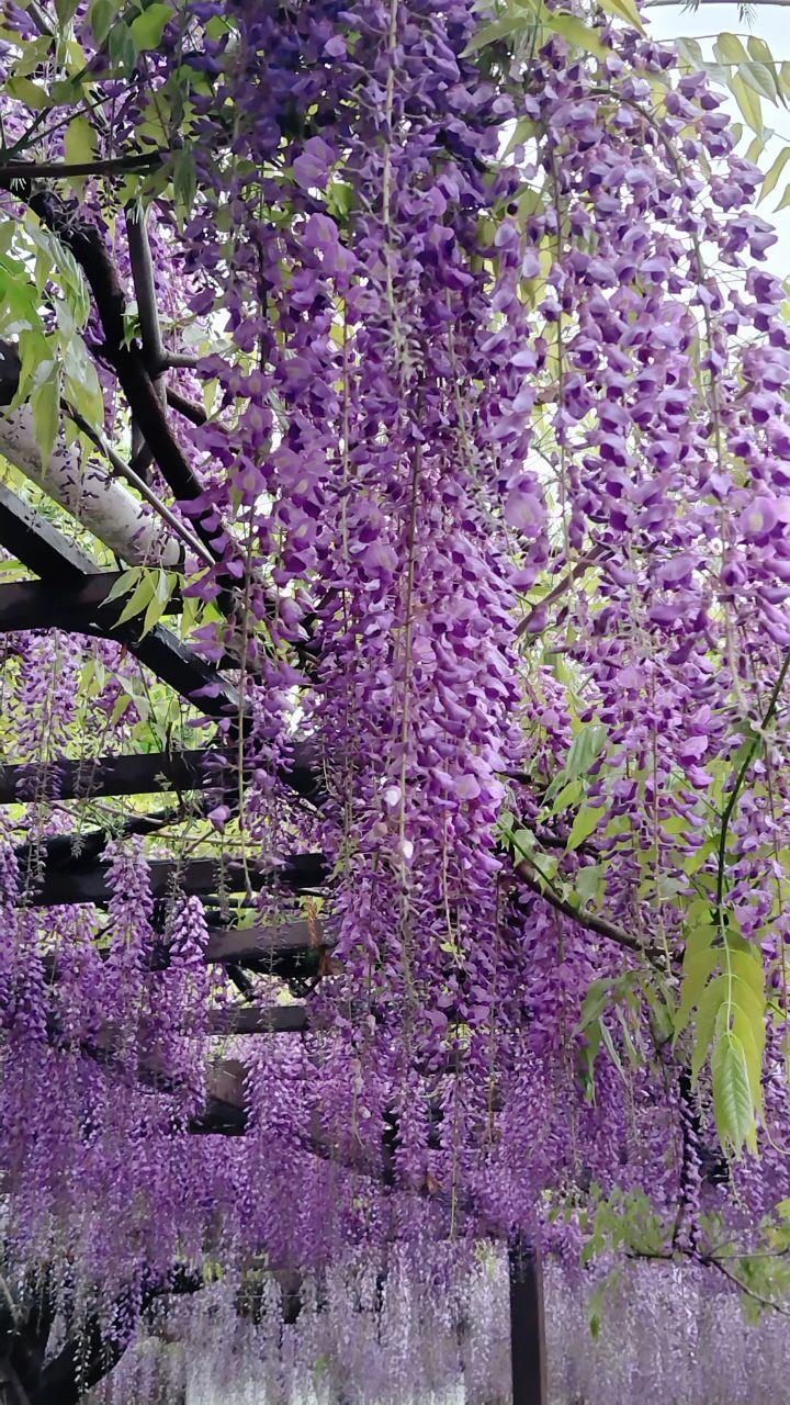 一面に広がる紫が鮮やかな藤棚の写真