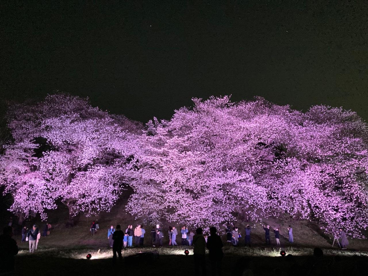 ピンク色にライトアップされた古室山古墳の桜の写真