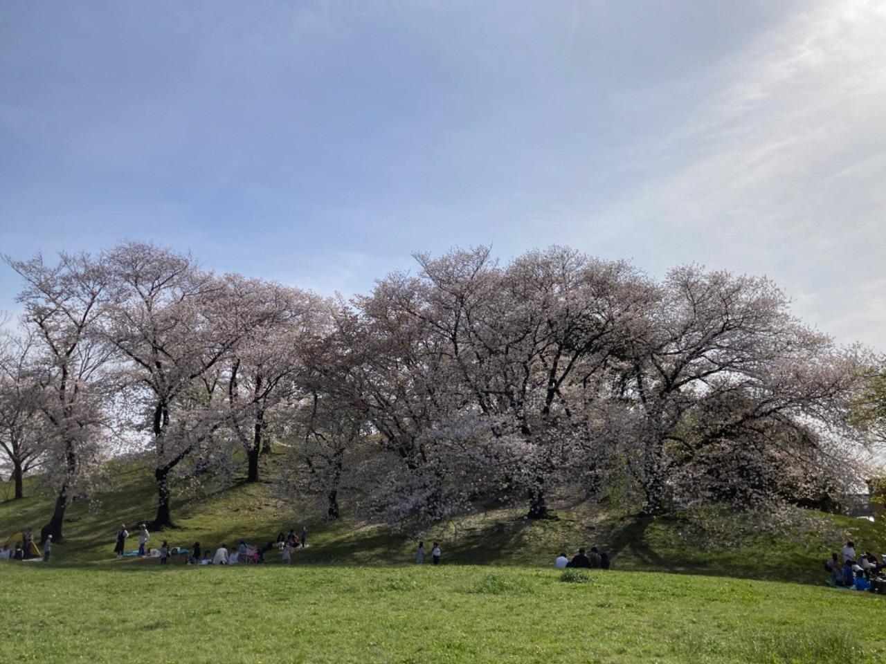 青空の下桜が咲き誇る古室山古墳の写真
