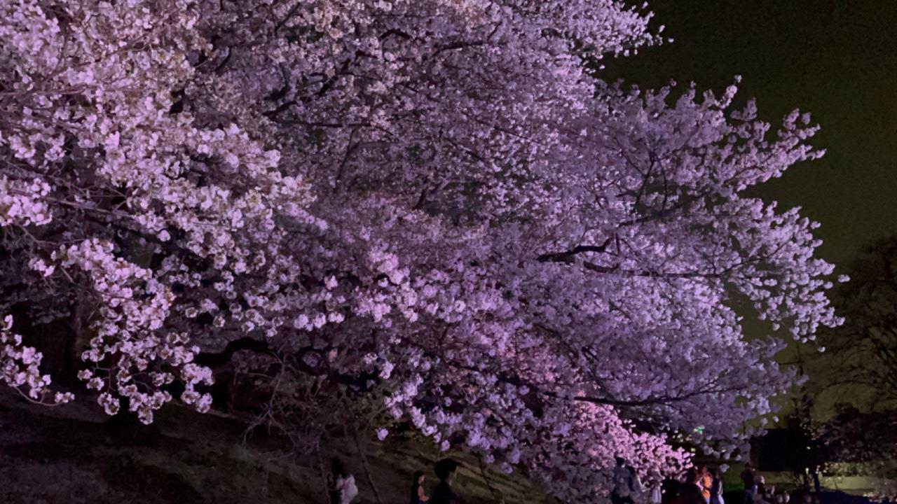 古室山古墳の桜がピンク色にライトアップされている写真