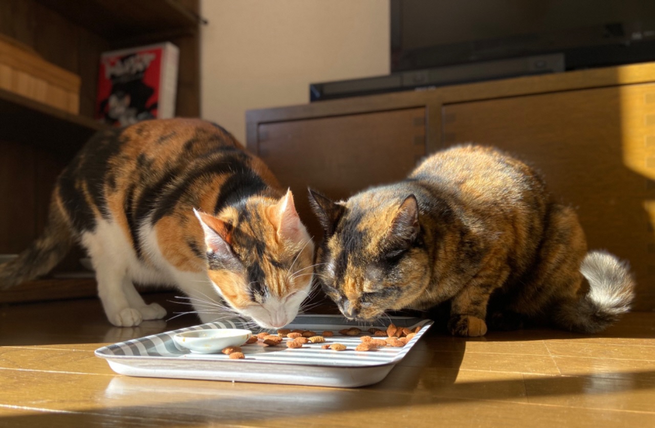 寄り添ってご飯を食べる二匹の猫