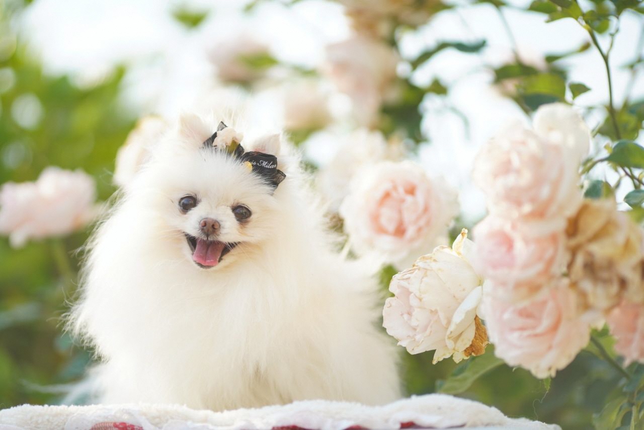 薄いピンクのバラに囲まれて笑っている白いリボンのついた犬の写真