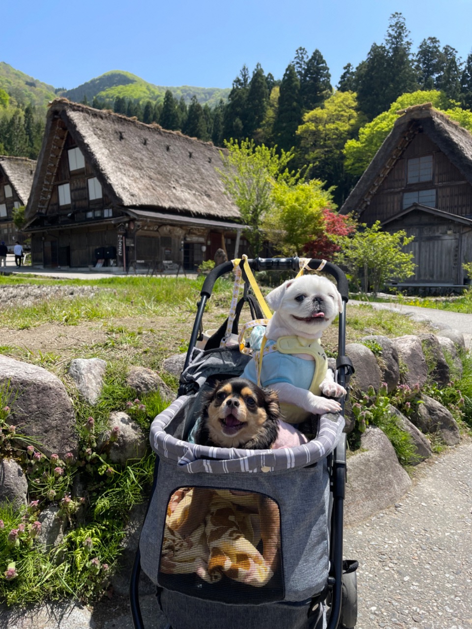 白川郷の前でペットカートに乗って笑う二匹の犬の写真