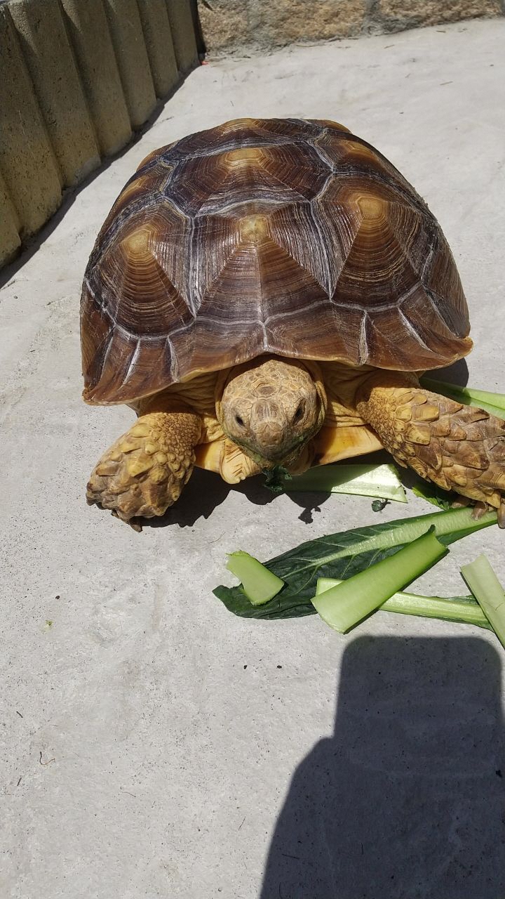 野菜を食べる大きいカメの写真