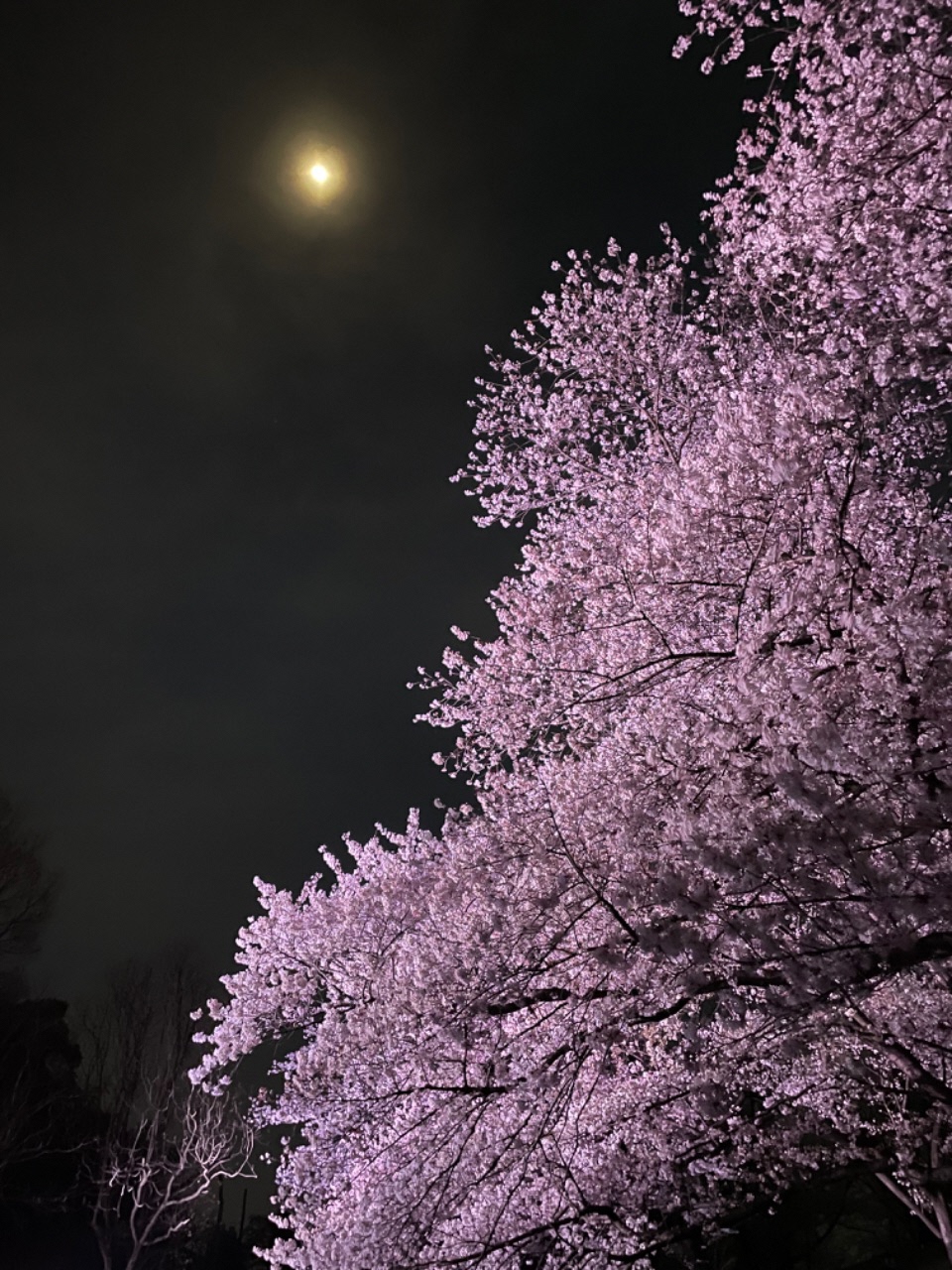 月とライトアップされた桜が満開の古室山古墳の写真