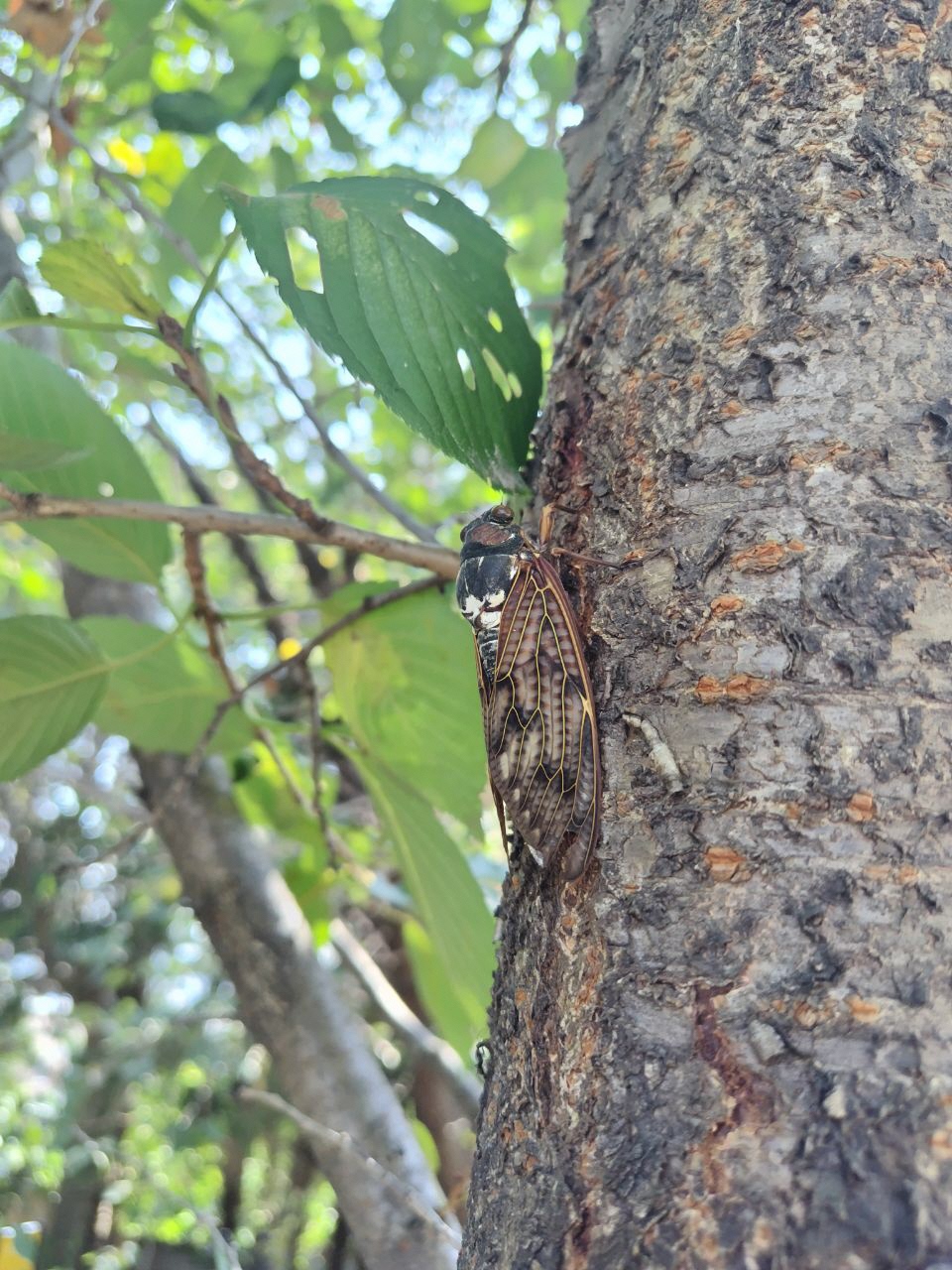 木につかまっているセミの写真