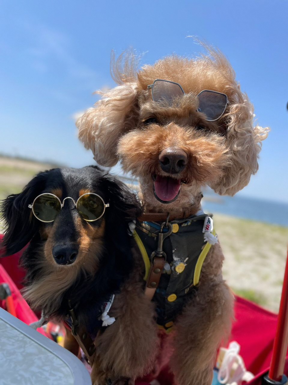 海辺でサングラスをかけている犬二匹