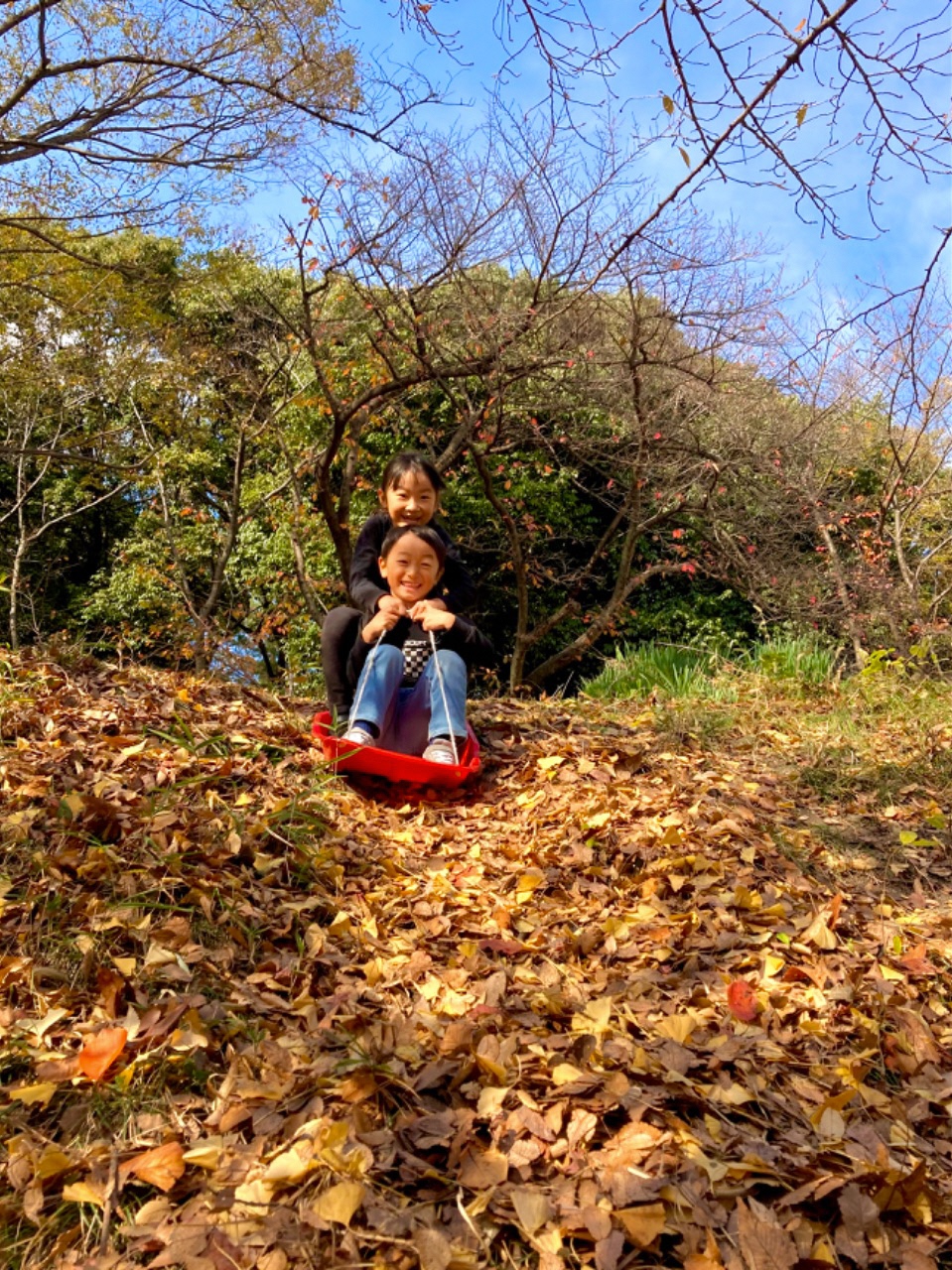 野中神社で落ち葉の上をそりで滑っているお子さん二人の写真