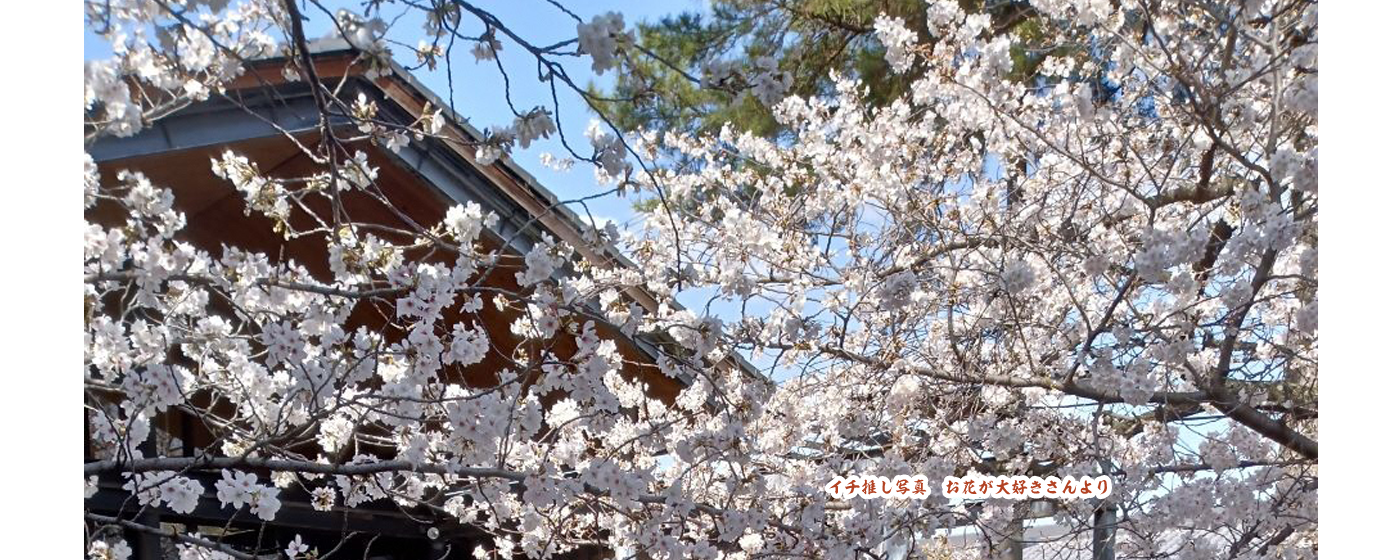 青空と桜の対比が美しい写真