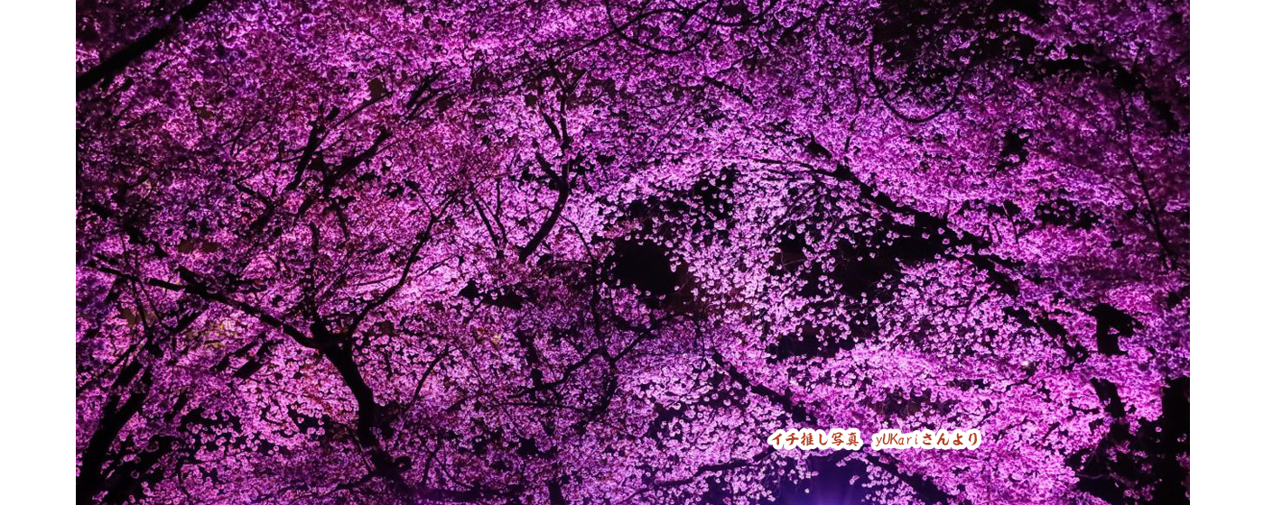 古室山古墳の桜がピンク色にライトアップされている写真