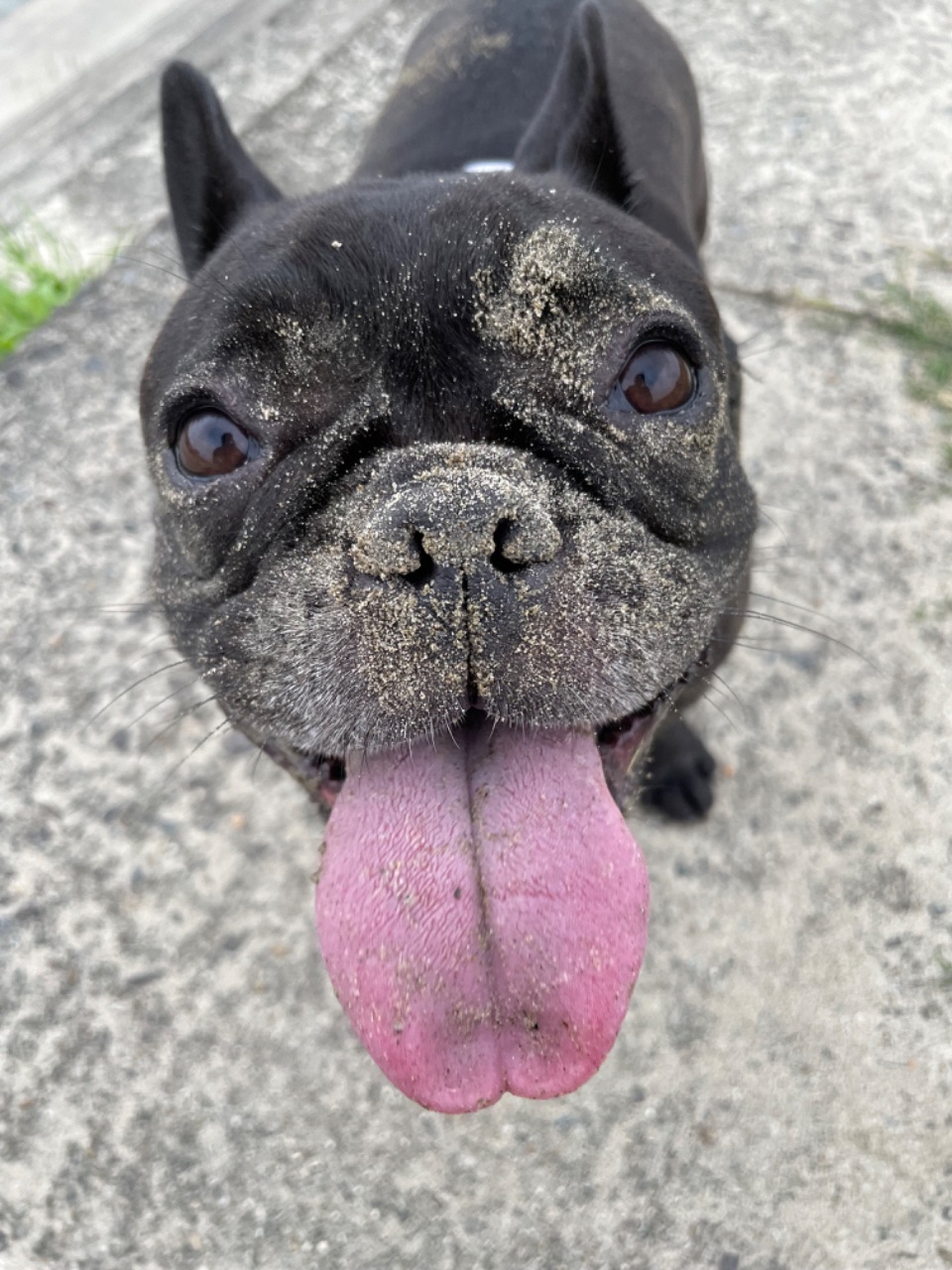 鼻に砂をつけて舌を出している犬の写真