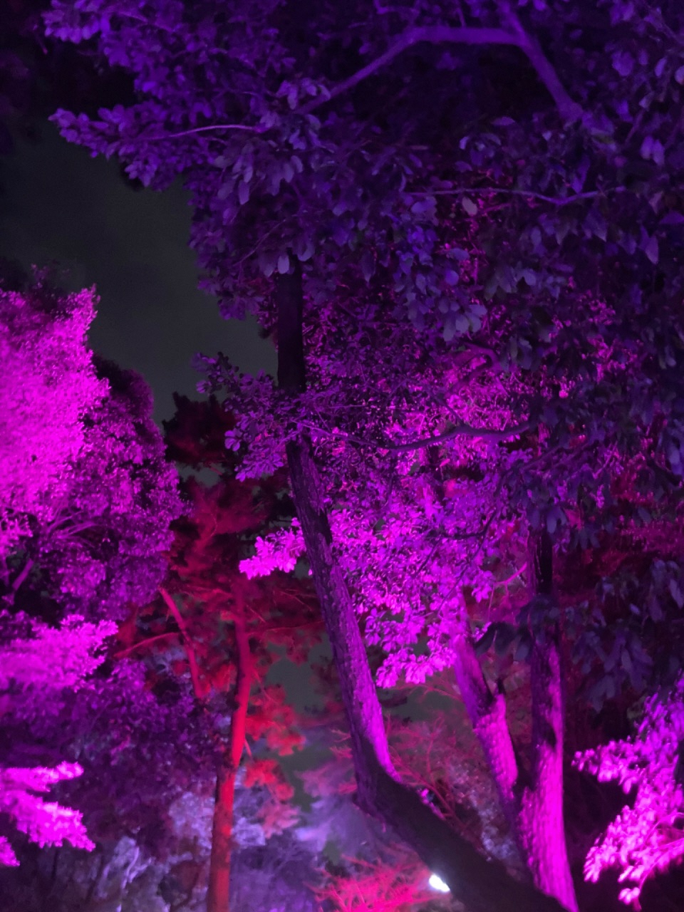 ピンク色にライトアップされている木々の写真