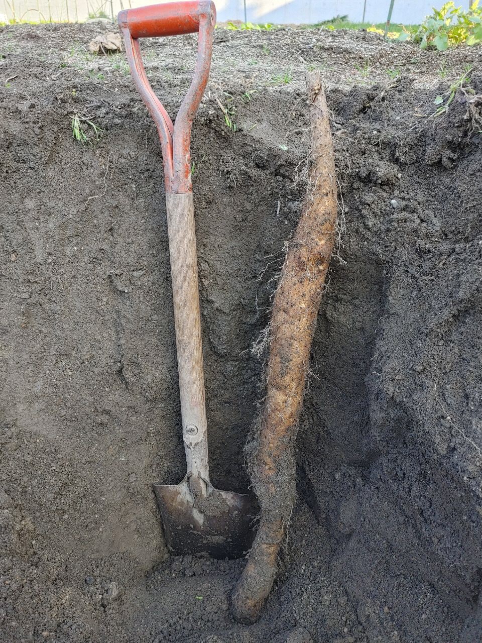 シャベルと同じ長さの掘り起こされた山芋の写真