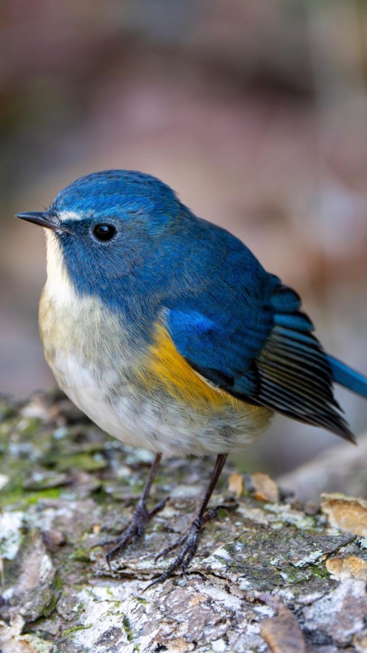 青い小さい鳥のアップの写真