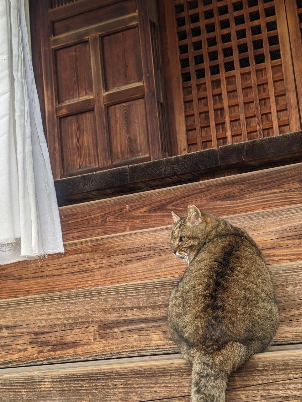 木製の階段の上で座っている猫の写真