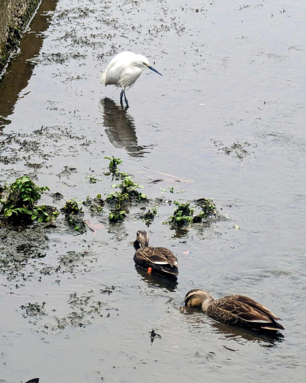 川に2羽の鴨と白い鳥が1羽いる写真