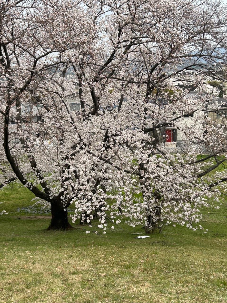 桜の木々が満開の写真