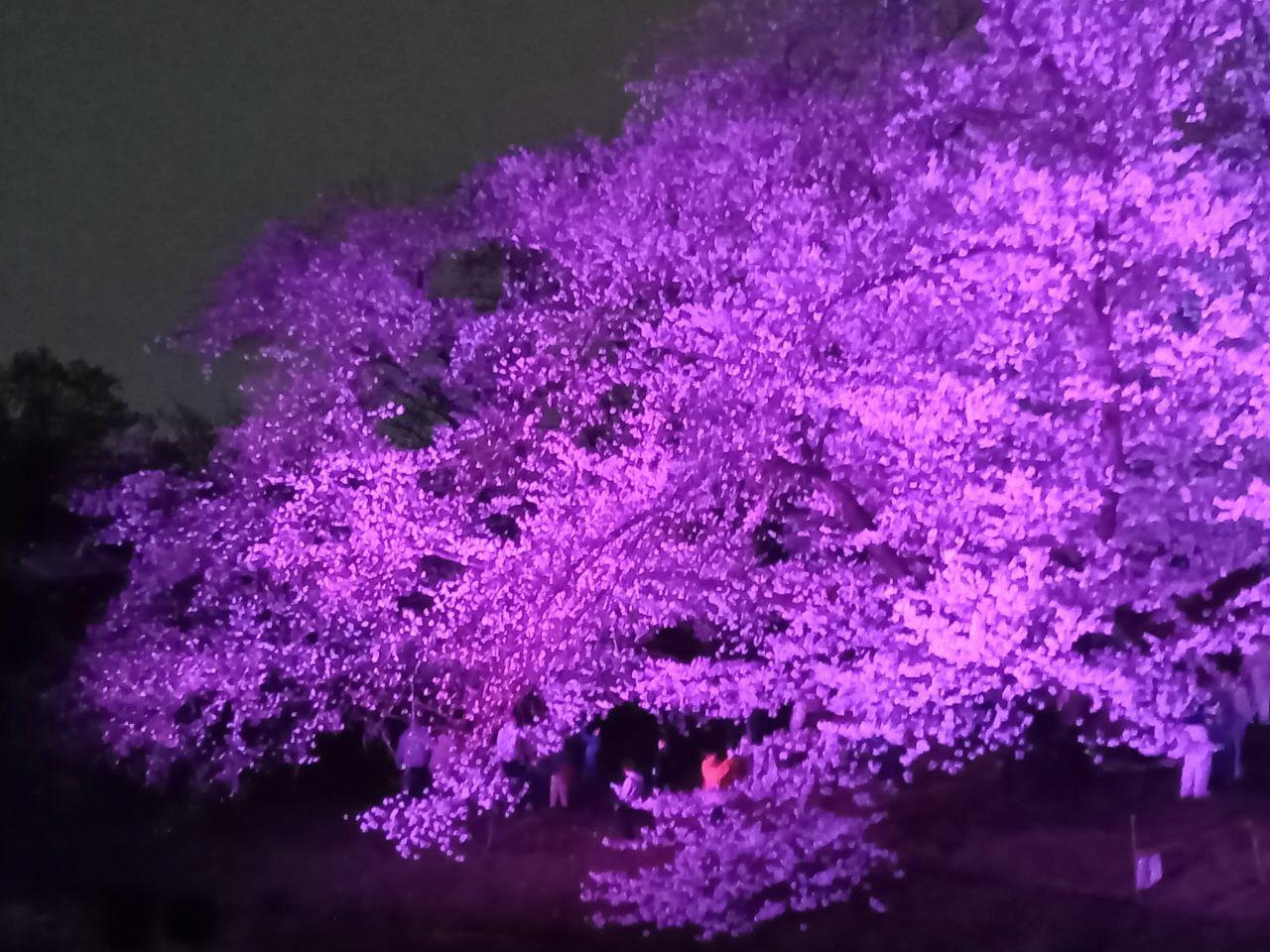 古室山古墳の桜が紫色にライトアップされている写真