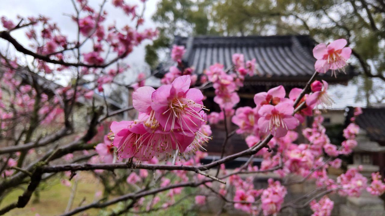 濃いピンクの梅の花の写真