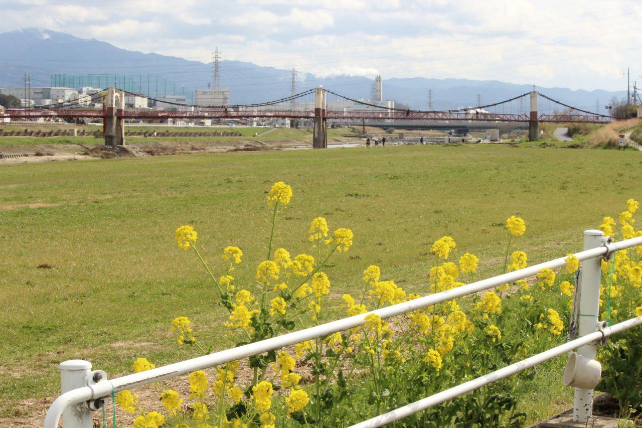 玉手橋と菜の花の写真