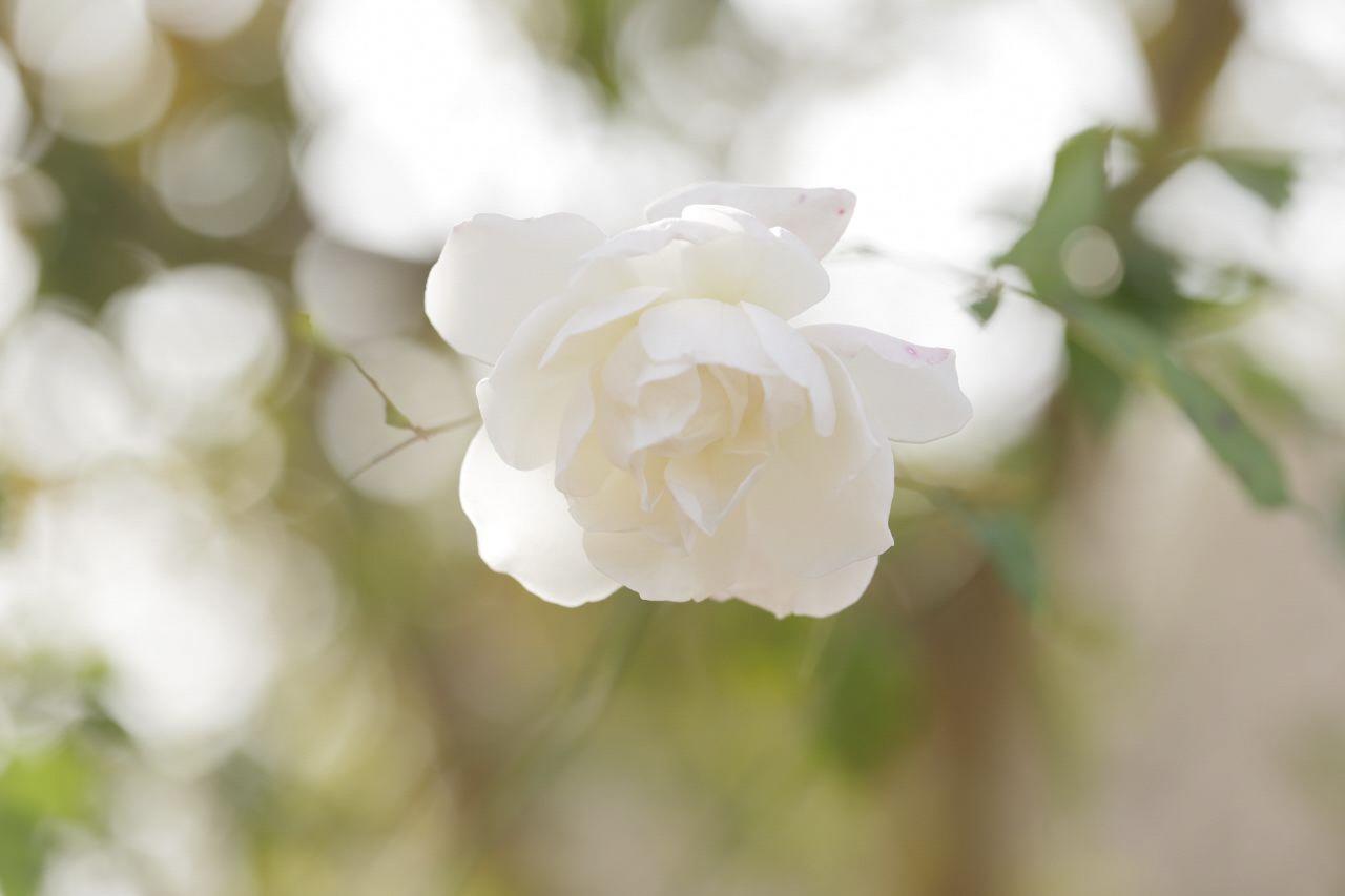 白いバラがアップで写っている写真