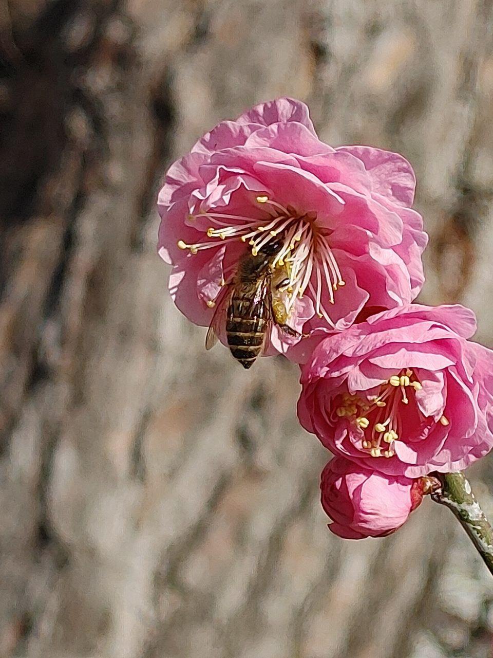 花にミツバチが蜜を吸いにきている写真