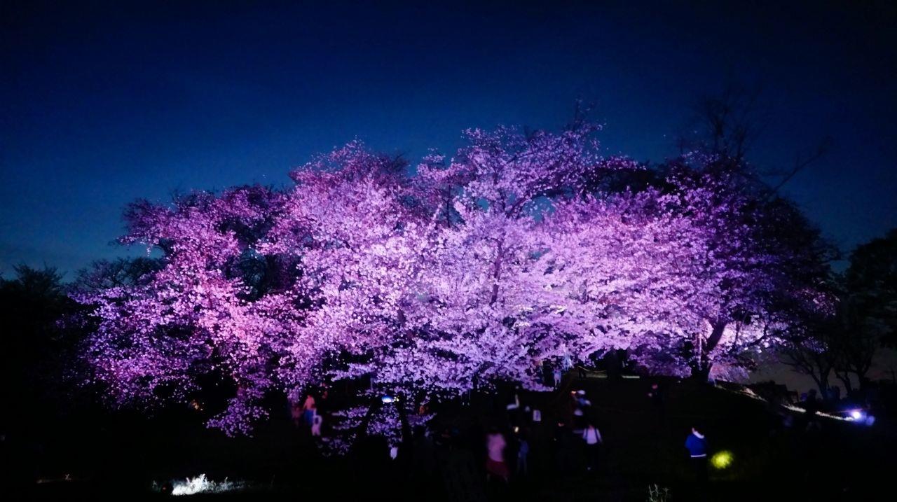 古室山古墳の桜ライトアップの写真