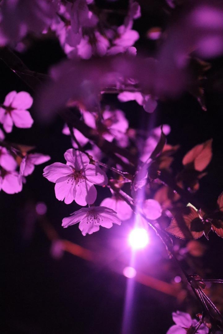 ライトアップされている古室山古墳の桜のアップの写真