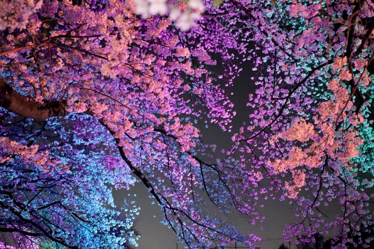 古室山古墳の桜がカラフルにライトアップされている写真
