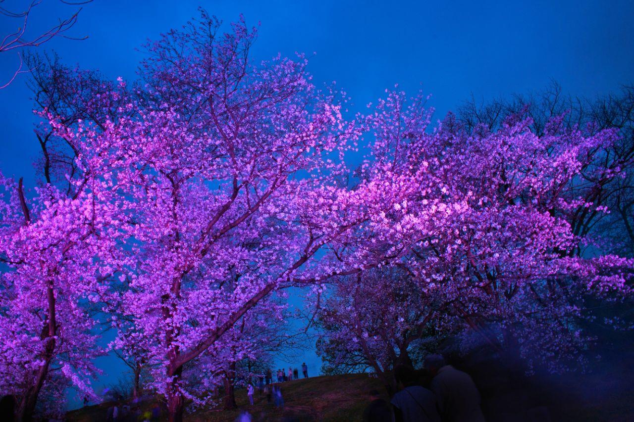 ライトアップされてい古室山古墳の桜と夕暮れ時の空の写真