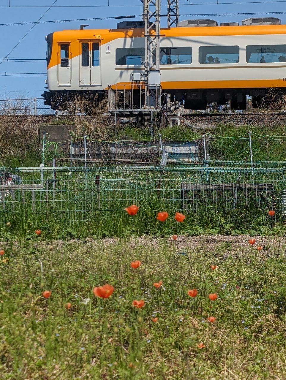 オレンジ色の近鉄電車とオレンジ色のポピーの写真