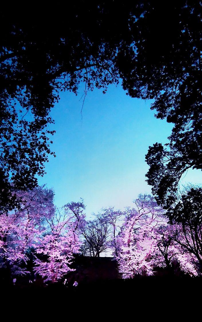 夕暮れ時の空と古室山古墳の桜がライトアップされている写真
