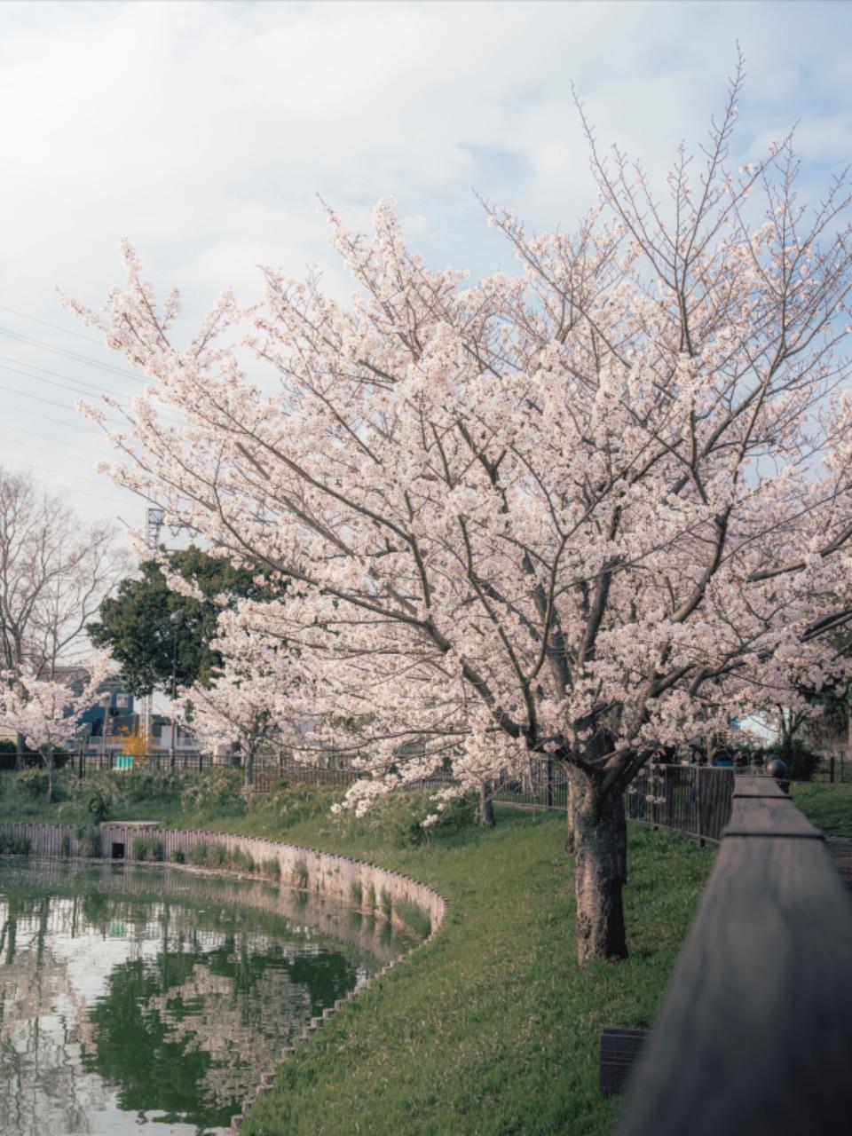 石川河川公園の桜が満開の写真