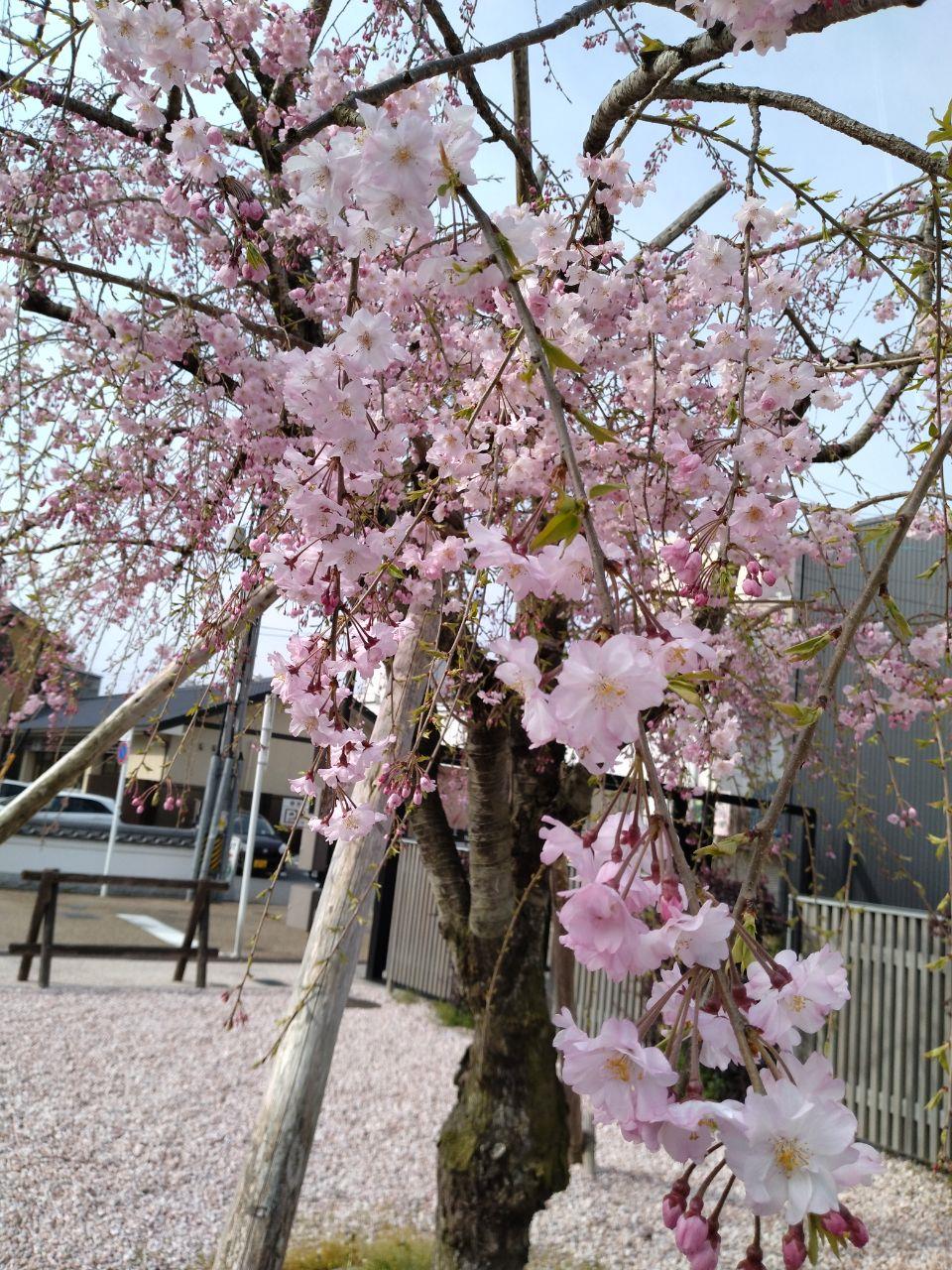 ピンク色の桜と散った桜が絨毯のようになっている写真