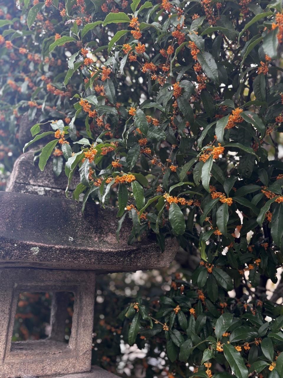 金木犀の花がたくさん咲いている写真