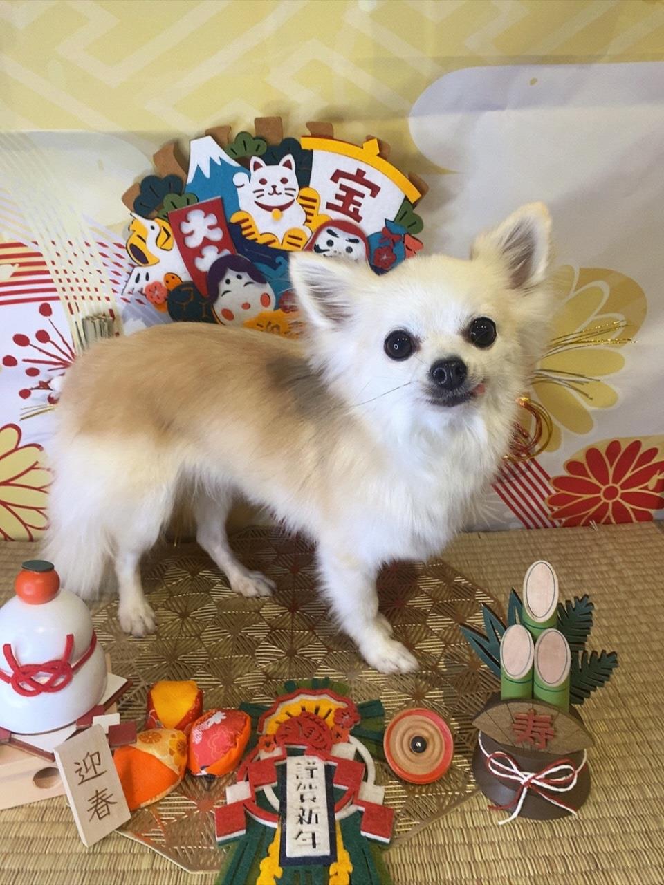 お正月を待ち遠しく待つかわいい犬の写真