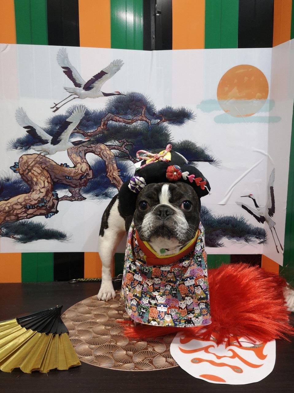歌舞伎調におめかししてもらった犬の写真