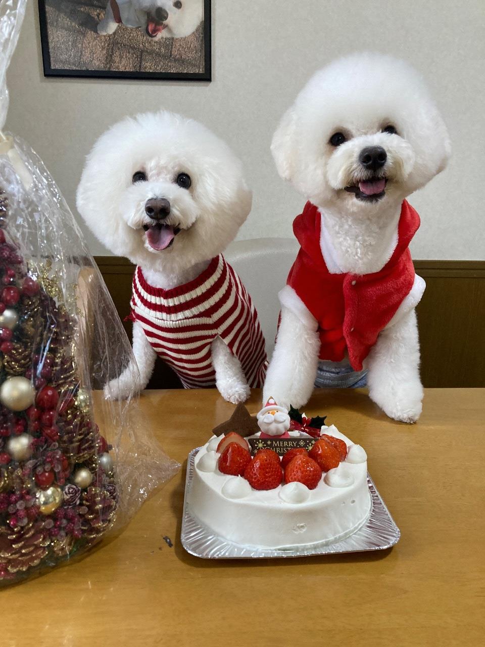 2匹のかわいい犬のクリスマス写真