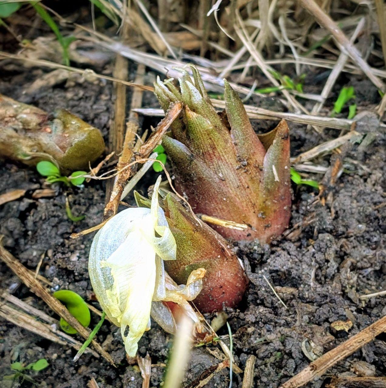 印象的な形のミョウガの写真