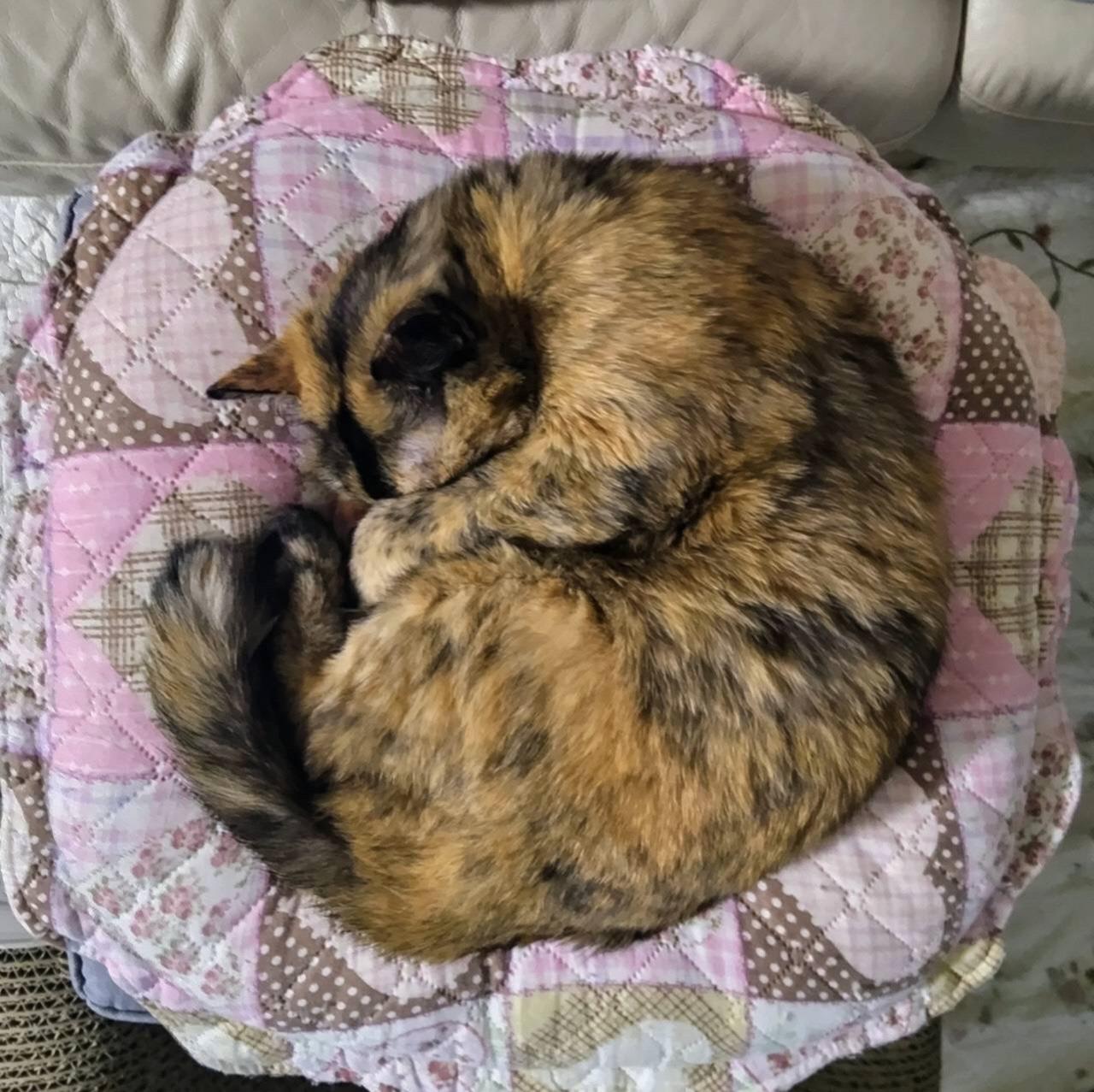 猫がくるまっている様子の写真