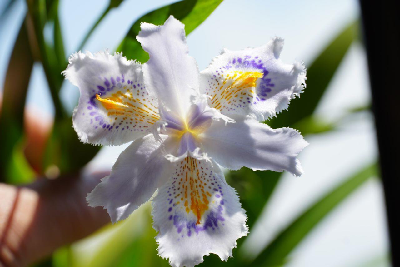 ベランダに咲いた1輪の花の写真