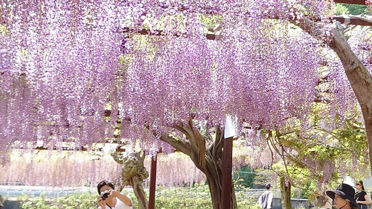 和気町藤公園 見事な藤に感激