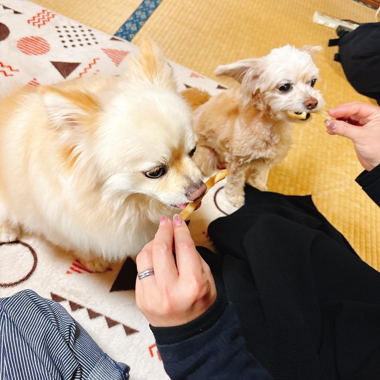 2匹の小犬がおやつを食べている写真