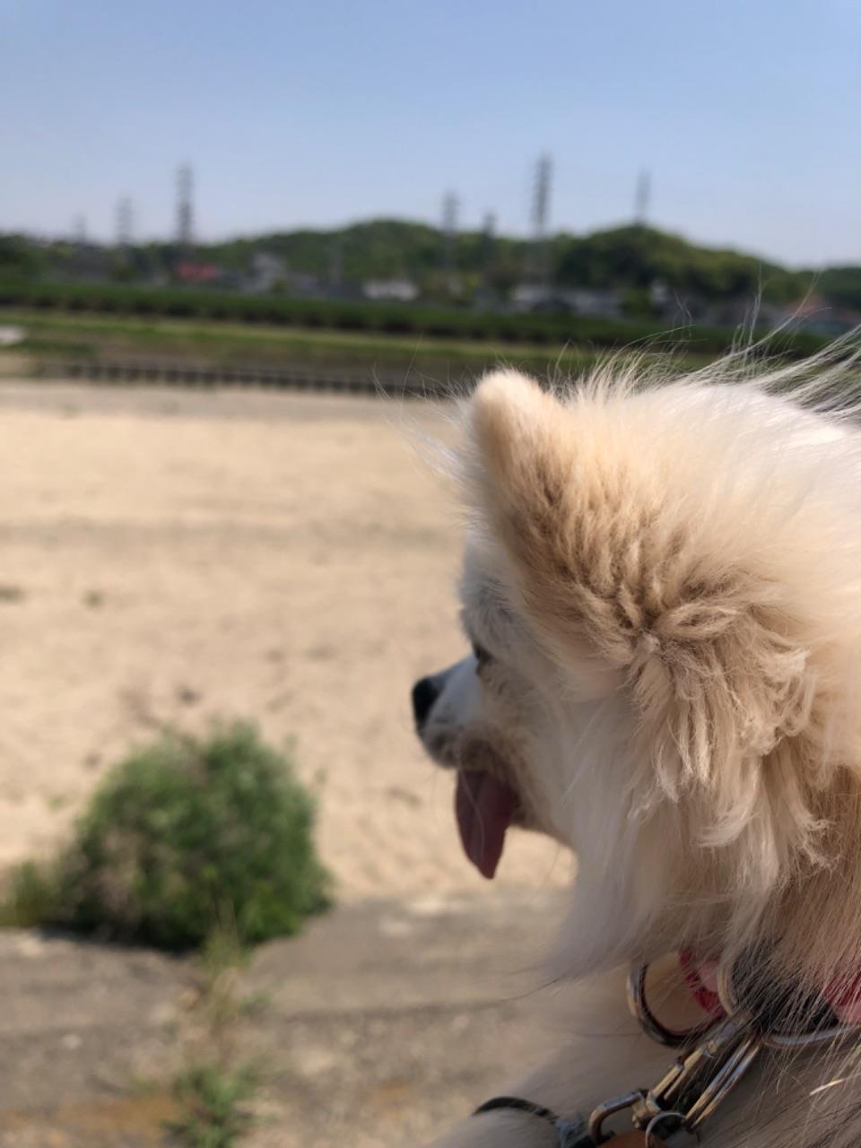河川敷を散歩する小犬